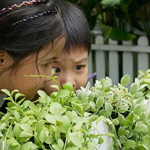 Exploring the garden at BEYC at British Early Years Centre International kindergarten in Bangok